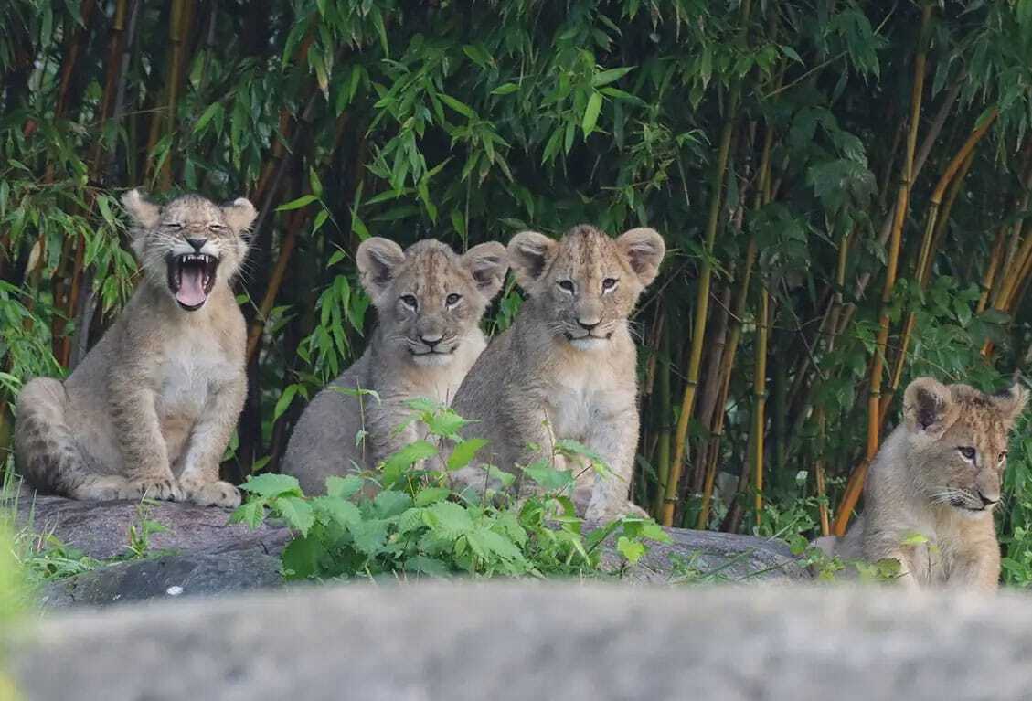 [Translate to English:] Löwenjungtiere im Leipziger Zoo