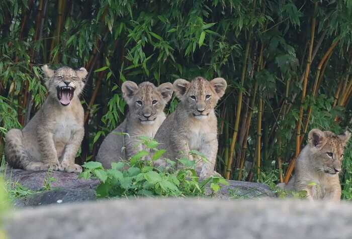 [Translate to English:] Löwenjungtiere im Leipziger Zoo